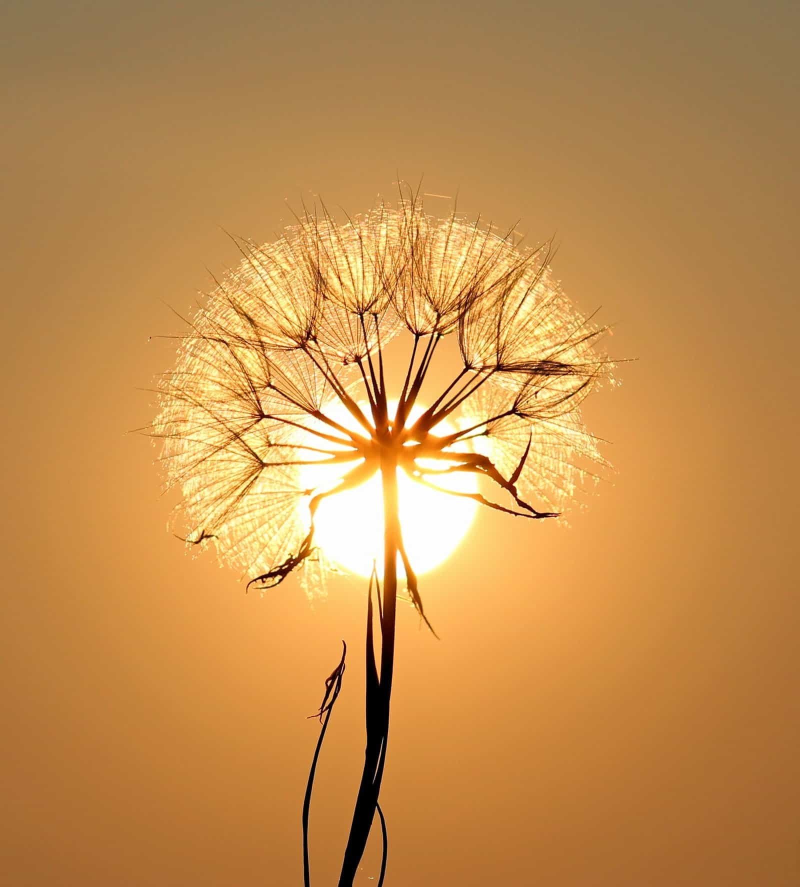 functional medicine, wellness center, hormone health, microbiome, functional medicine doctor, integrative medicine