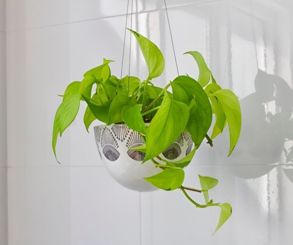 House plants to help with health